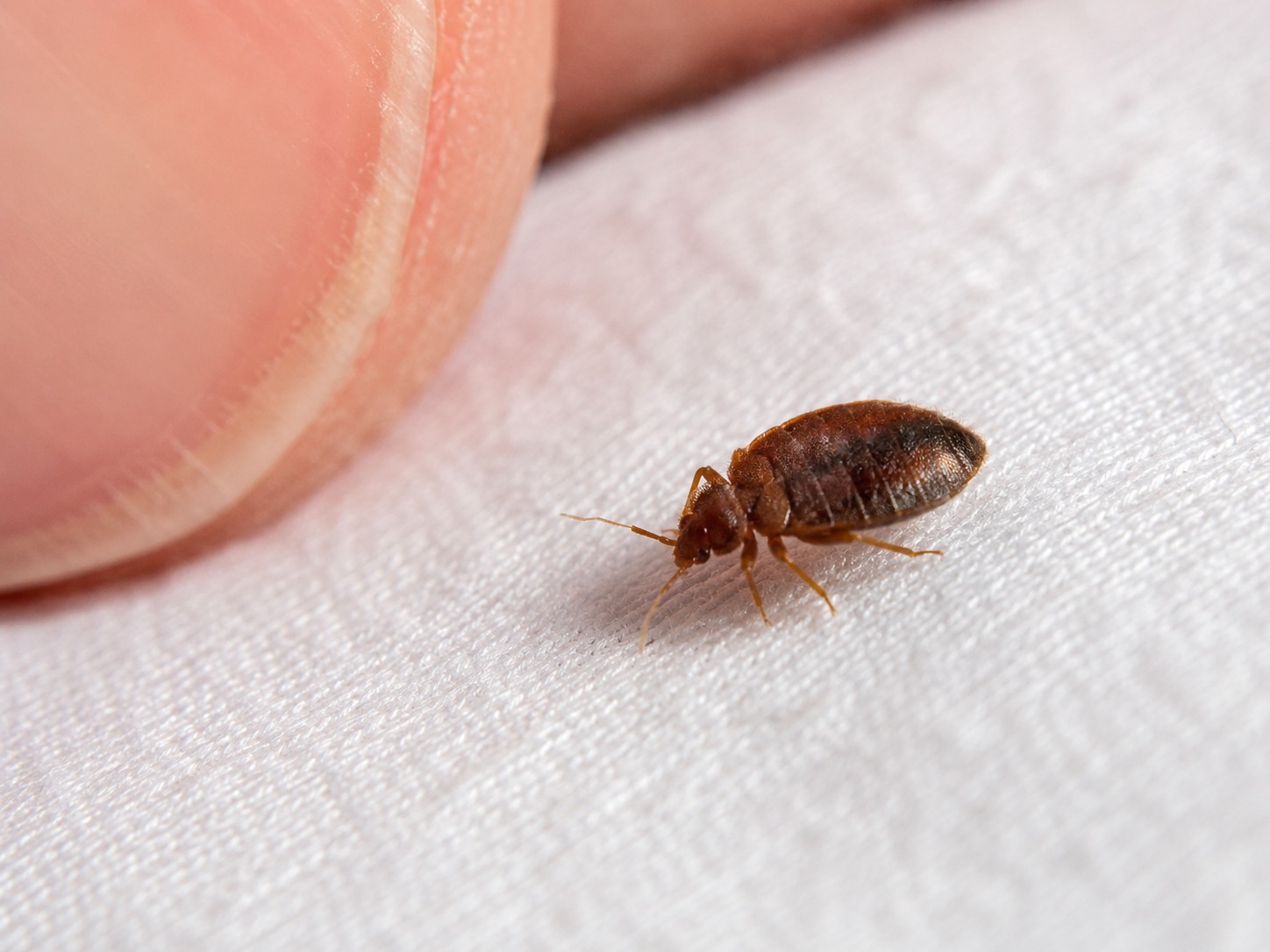 Bed Bug Service