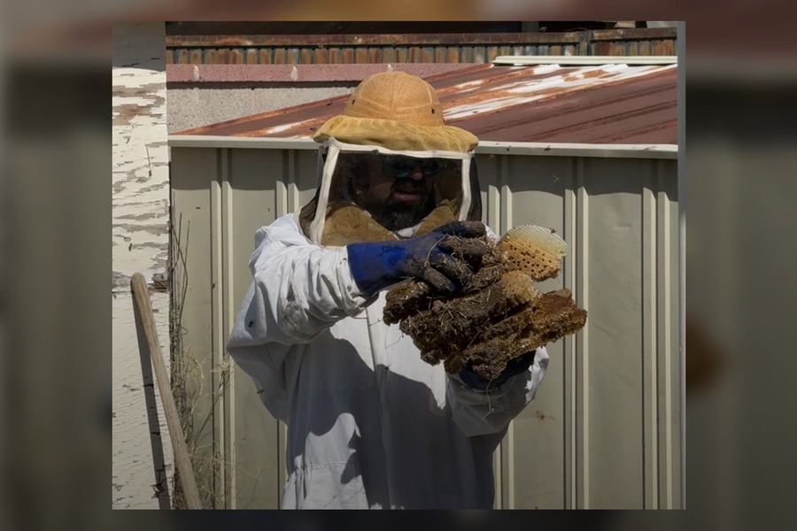 Bee Service