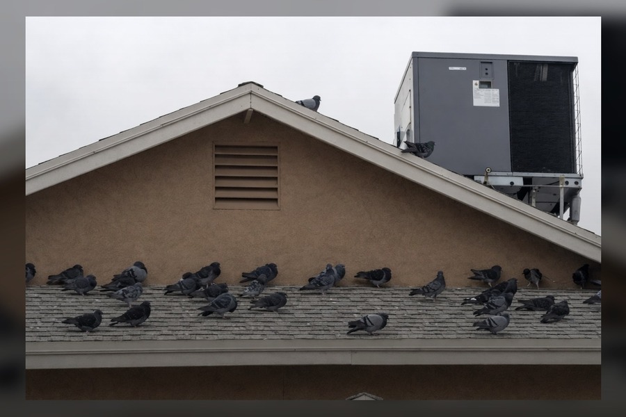 Pigeon Control