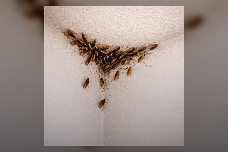 Cockroach Service