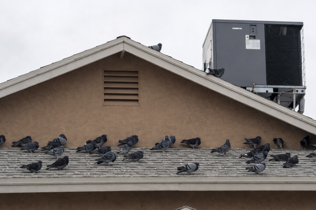 Pigeon control service